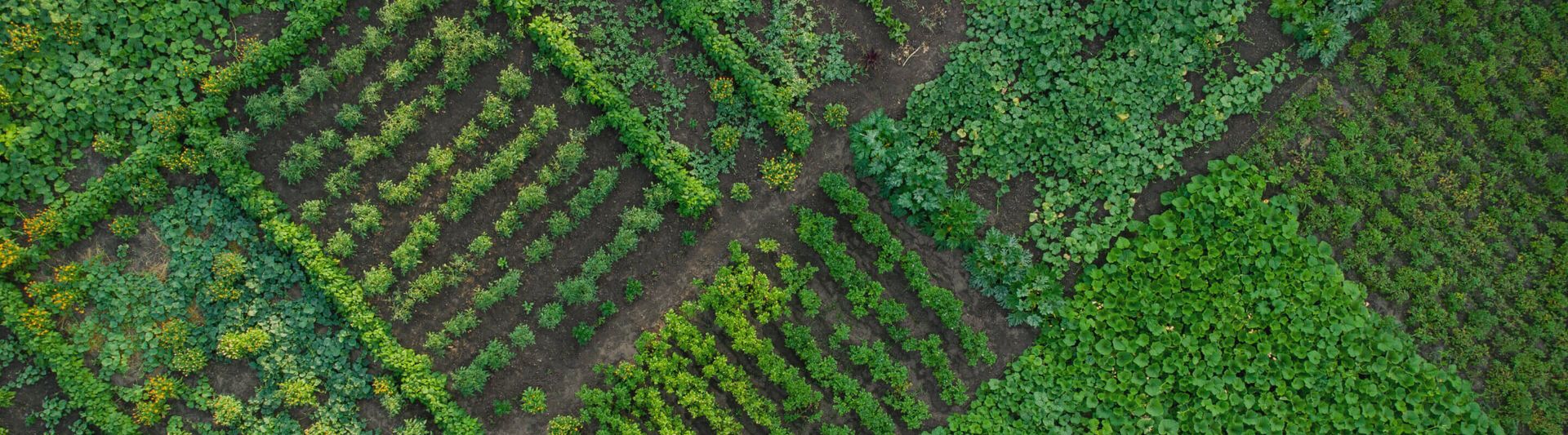 Un potager vu de dessus